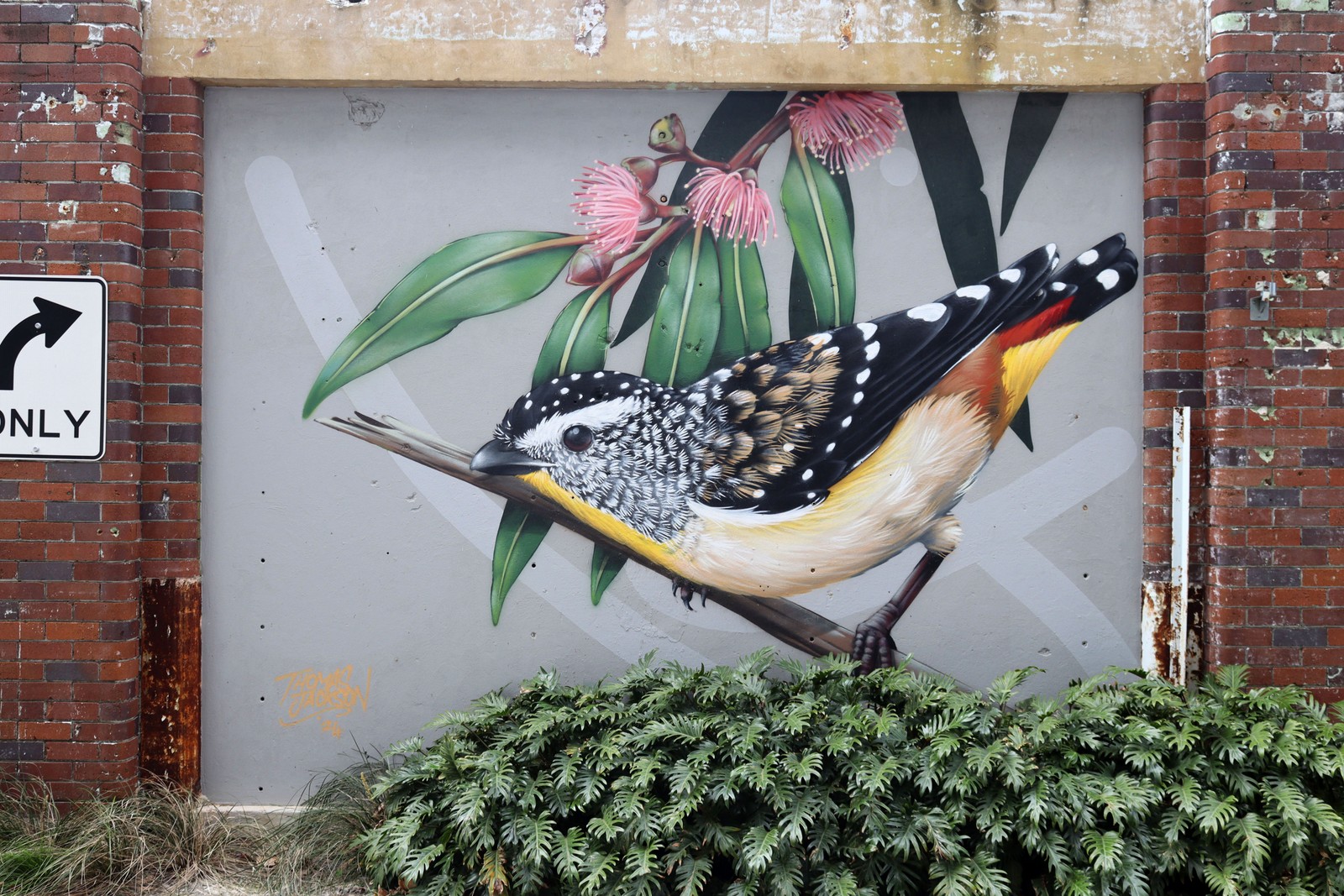 Spotted Pardalote in Some Flowering Eucalyptus by Thomas Jackson | Street Art NSW