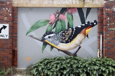 Spotted Pardalote in Some Flowering Eucalyptus